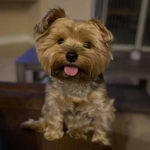 Meet your Posher, Dawn